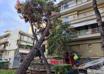 Θεσσαλονίκη: Δέντρο καταπλάκωσε πολυκατοικία στην Καλαμαριά – Άμεση επέμβαση του Δήμου