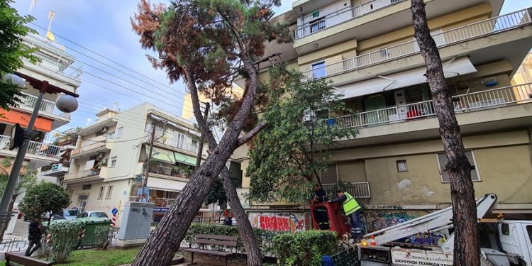 Alldaynews.gr Θεσσαλονίκη: Δέντρο καταπλάκωσε πολυκατοικία στην Καλαμαριά – Άμεση επέμβαση του Δήμου