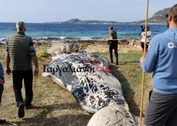 Φάλαινα βάρους 10 τόνων ξεβράστηκε στην Μεσσηνία! (video)
