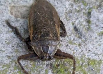 Alldaynews.gr Αγκαλιάζει τα θύματα με δαγκάνες που κρύβουν δηλητήριο- Ο Λιθόκερος που εμφανίζεται στην Ελλάδα