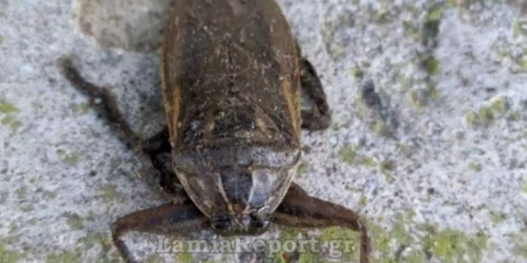 Alldaynews.gr Αγκαλιάζει τα θύματα με δαγκάνες που κρύβουν δηλητήριο- Ο Λιθόκερος που εμφανίζεται στην Ελλάδα