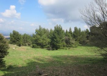 Σοκ στην Πεντέλη: Βρέθηκε ανθρώπινος σκελετός πίσω από το νοσοκομείο «Παίδων»