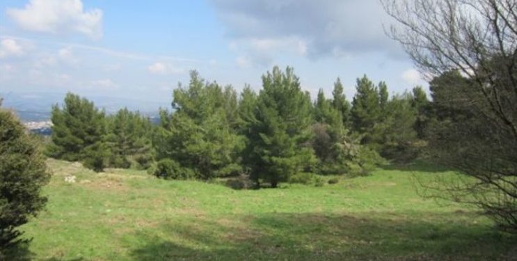 Σοκ στην Πεντέλη: Βρέθηκε ανθρώπινος σκελετός πίσω από το νοσοκομείο «Παίδων»