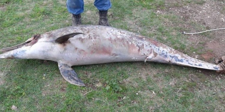 Κτήνη: Έδεσαν δελφίνι από την ουρά και το άφησαν να πεθάνει[photos]