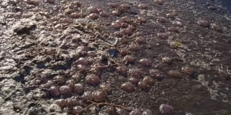 Άνδρος: Βγήκαν οι τσούχτρες στους δρόμους![photo]