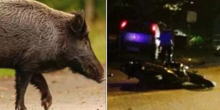 Alldaynews.gr Μηχανή συγκρούστηκε με αγριογούρουνο-Κρίσιμη η κατάσταση του οδηγού