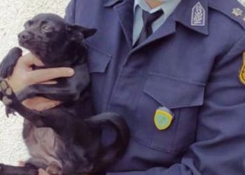 Bρέθηκε νεκρή γυναίκα αγκαλιά με τον σκύλο της στην Κρήτη – Έμεινε δίπλα της για μέρες χωρίς τροφή, νερό