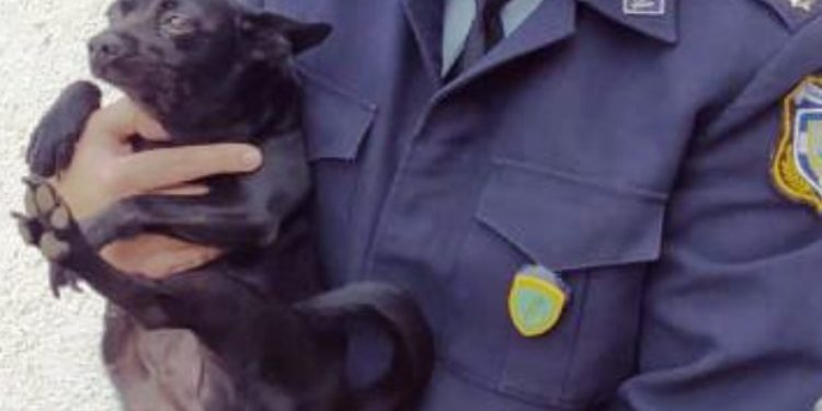 Bρέθηκε νεκρή γυναίκα αγκαλιά με τον σκύλο της στην Κρήτη – Έμεινε δίπλα της για μέρες χωρίς τροφή, νερό