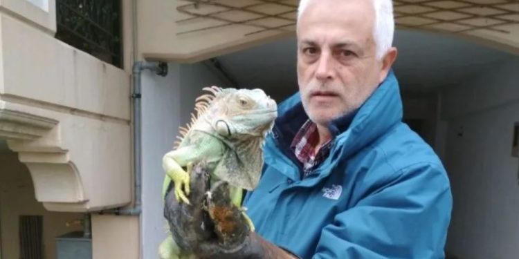 Λάρισα: Τεράστιο ιγκουάνα βρέθηκε δίπλα σε κάδο απορριμμάτων