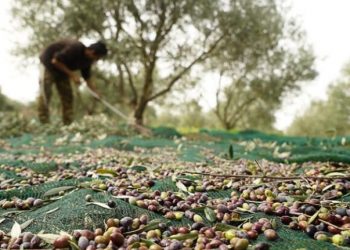 Τραγικό συμβάν: Πέθανε ξαφνικά 39χρονος ενώ μάζευε ελιές!