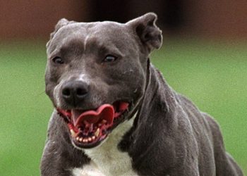 Νεκρό βρέφος 8 ημερών από επίθεση πίτμπουλ-Σε ευθανασία θα υποβληθεί το σκυλί