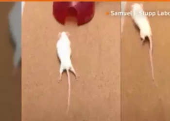 Παράλυτα ποντίκια περπάτησαν ξανά χάρη σε πρωτοποριακή μέθοδο αναγέννησης της σπονδυλικής στήλης!