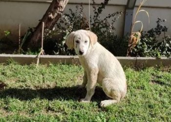 Καταγγελία για άγριο βιασμό κουταβιού – Επικηρύχθηκε ο δράστης