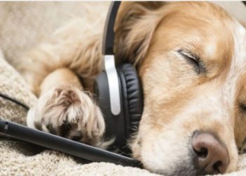 Smartphone για… σκύλους – Θα καλούν τα αφεντικά τους όταν νιώθουν μοναξιά