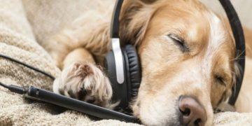 Smartphone για… σκύλους – Θα καλούν τα αφεντικά τους όταν νιώθουν μοναξιά