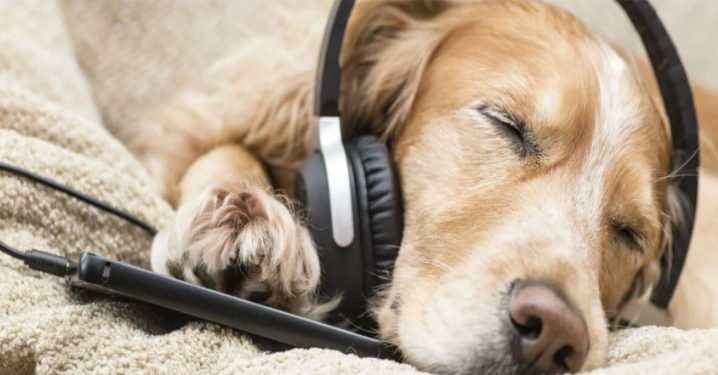 Smartphone για… σκύλους – Θα καλούν τα αφεντικά τους όταν νιώθουν μοναξιά