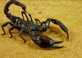 Αίγυπτος: Η κακοκαιρία έβγαλες τους σκορπιούς από τις κρυψώνες τους – Εκατοντάδες τραυματίες