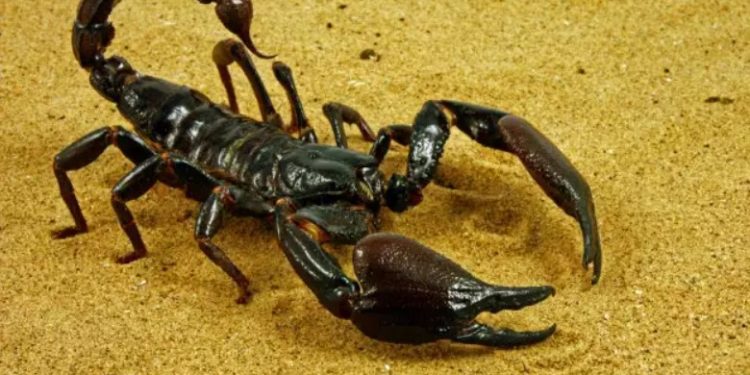 Αίγυπτος: Η κακοκαιρία έβγαλες τους σκορπιούς από τις κρυψώνες τους – Εκατοντάδες τραυματίες