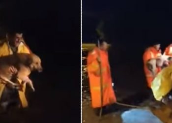 Δυτική Αχαΐα: Καρέ – καρέ διάσωση πολίτη και των σκύλων του από ορμητικά νερά[video]