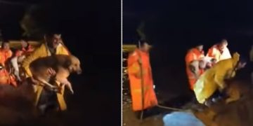 Δυτική Αχαΐα: Καρέ – καρέ διάσωση πολίτη και των σκύλων του από ορμητικά νερά[video]