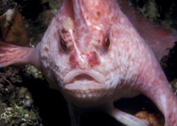 Το σπάνιο ψάρι που περπατάει αντί να κολυμπάει