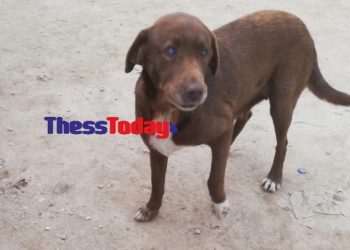 Τυφλή σκυλίτσα «το ‘σκασε» από χώρο φιλοξενίας και επέστρεψε στον άνθρωπο που την είχε περιθάλψει