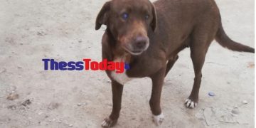 Τυφλή σκυλίτσα «το ‘σκασε» από χώρο φιλοξενίας και επέστρεψε στον άνθρωπο που την είχε περιθάλψει