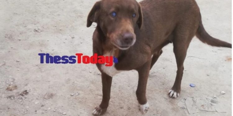 Τυφλή σκυλίτσα «το ‘σκασε» από χώρο φιλοξενίας και επέστρεψε στον άνθρωπο που την είχε περιθάλψει