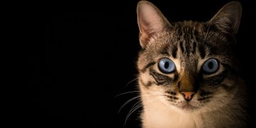 Alldaynews.gr Μήπως η γάτα σας είναι ψυχοπαθής; Το τεστ που θα σας το αποδείξει