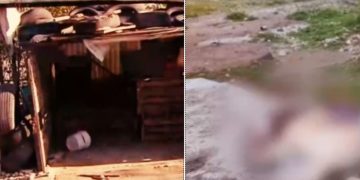 Φρίκη στη Θεσσαλονίκη: Σκότωσαν σκύλο πολτοποιώντας το κεφάλι του