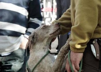 Του έκανε παρατήρηση για το σκύλο του, τον έσπρωξε και έπεσε από ύψος