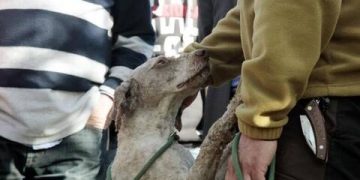 Alldaynews.gr Του έκανε παρατήρηση για το σκύλο του, τον έσπρωξε και έπεσε από ύψος