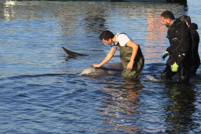 Άσχημα νέα για την Φάλαινα στον Άλιμο: Δυστυχώς αυτή τη στιγμή υποφέρει, λέει ο Γιώργος Αμυράς