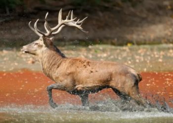 Ελάφι σκότωσε 42χρονο Λοχία στο προεδρικό μέγαρο της Ασουνσιόν