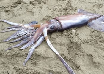 Θράψαλο Τέρας βρέθηκε σε παραλία των Χανίων[video]