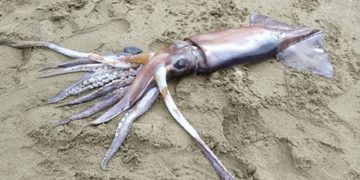 Θράψαλο Τέρας βρέθηκε σε παραλία των Χανίων[video]