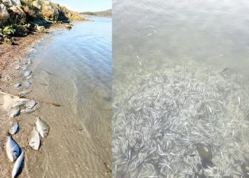 Σοκαριστικές εικόνες-Χιλιάδες νεκρά ψάρια από ψύχος στη λιμνοθάλασσα του Δρεπάνου[video]