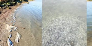 Σοκαριστικές εικόνες-Χιλιάδες νεκρά ψάρια από ψύχος στη λιμνοθάλασσα του Δρεπάνου[video]
