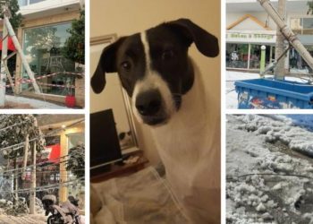 Φρικτός θάνατος σκύλου: Δάγκωσε πεσμένα καλώδια της ΔΕΗ από το χιόνι