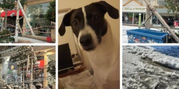 Alldaynews.gr Φρικτός θάνατος σκύλου: Δάγκωσε πεσμένα καλώδια της ΔΕΗ από το χιόνι
