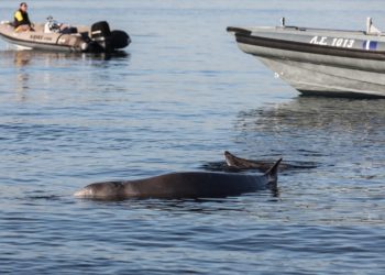 Στην ανοικτή θάλασσα αφέθηκε ελεύθερη η μικρή φάλαινα που εγκλωβίστηκε στο Π. Φάληρο