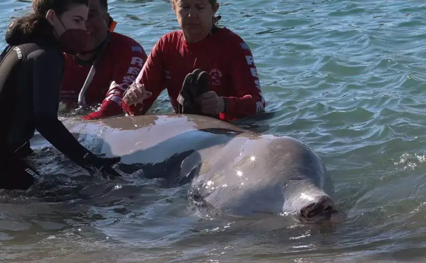 Στην ανοικτή θάλασσα αφέθηκε ελεύθερη η μικρή φάλαινα που εγκλωβίστηκε στο Π. Φάληρο
