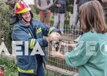 Λαντζόι Πύργου: Οι πυροσβέστες έσωσαν κουταβάκι που έπεσε σε γκρεμό[video]