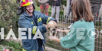 Λαντζόι Πύργου: Οι πυροσβέστες έσωσαν κουταβάκι που έπεσε σε γκρεμό[video]