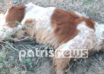 Φρίκη στο Βαρθολομιό: «Έσπειραν» τον θάνατο σε άτυχα ζώα μέσα στο δάσος των Θινών