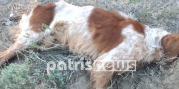 Alldaynews.gr Φρίκη στο Βαρθολομιό: «Έσπειραν» τον θάνατο σε άτυχα ζώα μέσα στο δάσος των Θινών