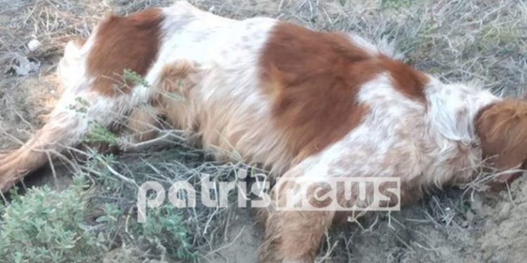 Alldaynews.gr Φρίκη στο Βαρθολομιό: «Έσπειραν» τον θάνατο σε άτυχα ζώα μέσα στο δάσος των Θινών