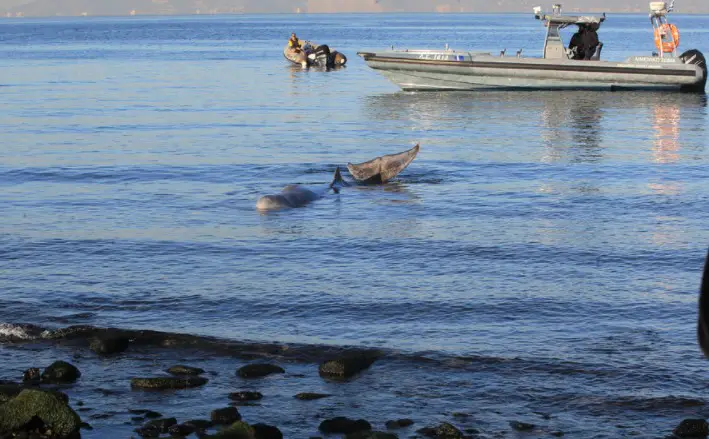 Άσχημα νέα για την Φάλαινα στον Άλιμο: Δυστυχώς αυτή τη στιγμή υποφέρει, λέει ο Γιώργος Αμυράς