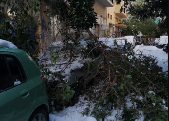 Ποιοι δήμοι αποζημιώνουν τις ζημιές από πτώσεις δέντρων σε ΙΧ – Αναλυτικά η διαδικασία (video)