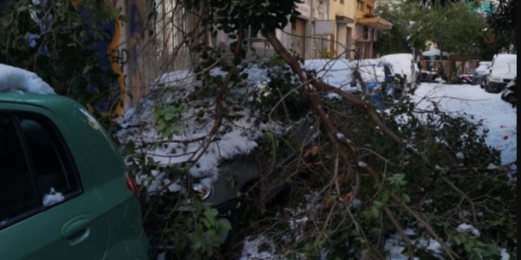 Alldaynews.gr Ποιοι δήμοι αποζημιώνουν τις ζημιές από πτώσεις δέντρων σε ΙΧ – Αναλυτικά η διαδικασία (video)